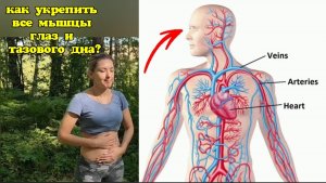 Глаза деградируют, зрение ухудшается от взгляда вниз. Упражнения с лобково-копчиковой мышцей