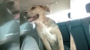 Бульдог Катахулы или Буковинская Овчарка. Плюсы и мин?