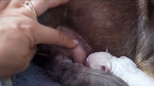 #роды чихуахуа Лолита + Ролекс питомник чихуахуа и той-