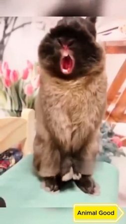 #собаки #кошки #приколы 5