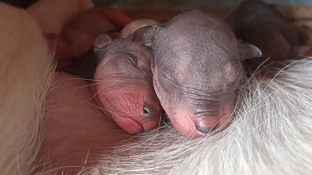 Ксолоитцкуинтли. Щенки стандартного размера. Питомни?