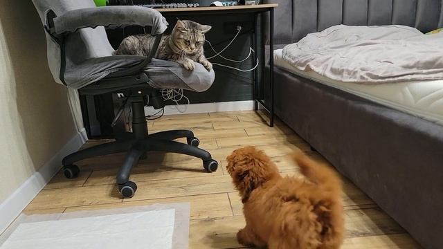 Щенок мальтипу  везде найдет кота