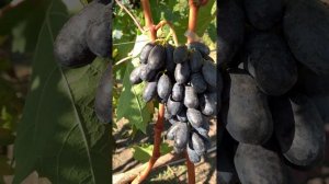 ЭТОТ ВИНОГРАД держится на лозе Дольше всех! В чём СЕКР?