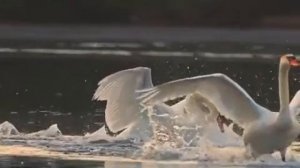 ✨Два белых крыла ✨