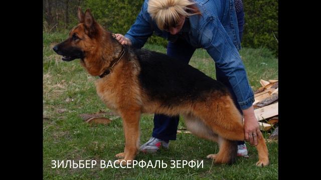 Племенной питомник Зильбер Вассерфаль.wmv смотреть онлайн