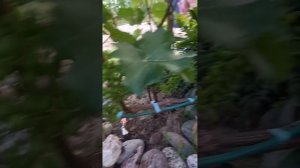 Виноград сорт Бианка Ленинградская область посадка 202