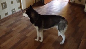 Хаски лает и воет ))