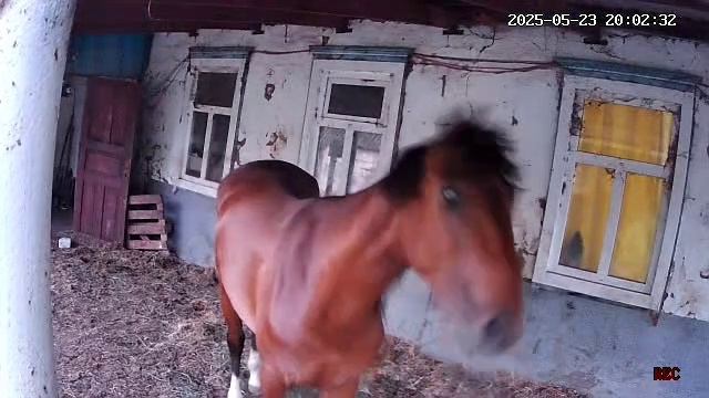 rutube.ru