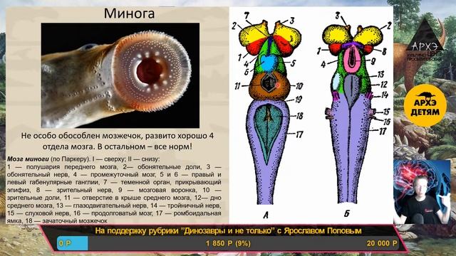 Занятие "Как мозг учился думать: от одноклеточных до п?