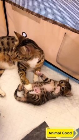 #собаки #кошки #приколы 16