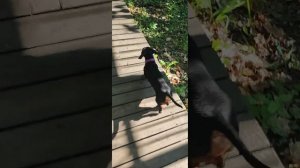 Такса кое что нашла #такса #юмор #животные #собака