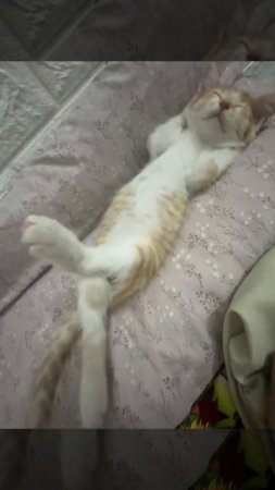 Мили котэ отдыхает на диванчике