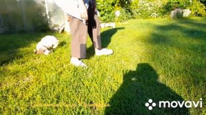 Малый вандейский бассет гриффон  21 июня 2024 г.