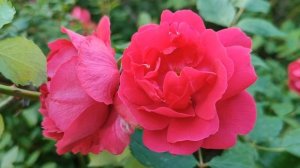 Кровавые цветы 360, 361, 362, 363, 364 серия русская озвучка | Ба