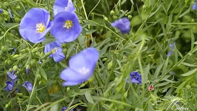 Евгений Дога "Граммофон" Июньское "je t'aime" Ульяновск2023г смотреть онлайн