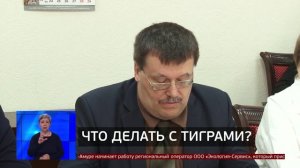 Конфликтные тигры: как решить проблему? Новости. 20/05/2025. GuberniaTV
