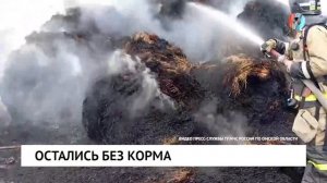 Остались без корма