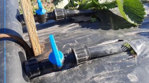 Сажаем жимолость, и устройство капельного полива на к?