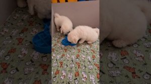 Кормление щенков Бишон фризе 8 недель #kennel_BrightStarDog #bichon_
