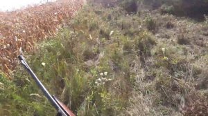 Охота с лайками на кабана в кукурузе. Собаки попали по?