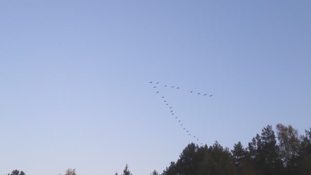 Стая журавлей улетает на юг осенью