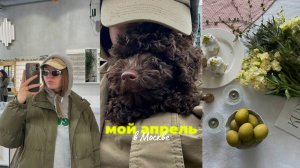 апрель в Москве: ТОЙ-ПУДЕЛЬ МИША, лучшая веранда, Пасха, что с моими ушами, много еды