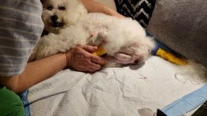 Как дома принять роды у собаки Бишон MICHELLE #Michelle_BrightStarDog