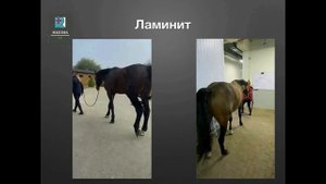 MAXIMA VET: Как ЛАМИНИТ у ЛОШАДИ обманывает владельца. Мари
