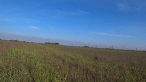 Охота на перепела с Курцхааром. Закончились патроны.