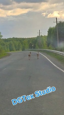 косули на дороге