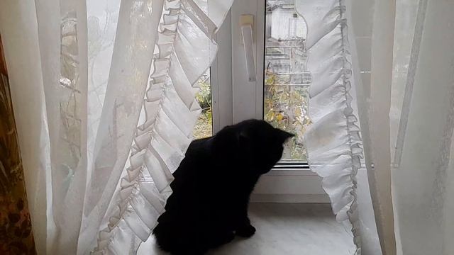 4 декабря 2024 г.Получила казан.Вечер семейный. Мотнулис? смотреть онлайн