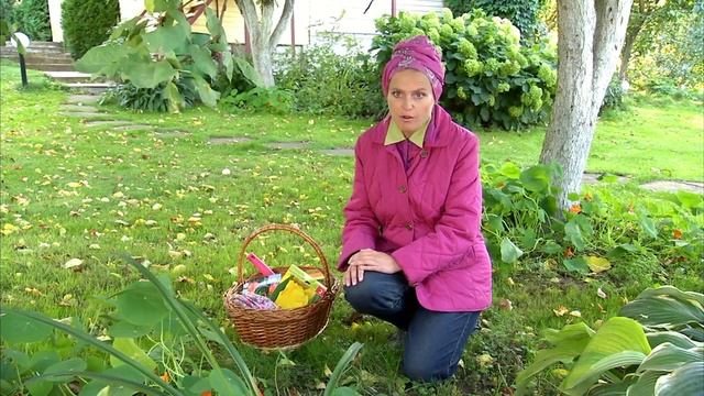 Сажаем луковичные цветы осенью: не пропустите сроки! - 7 дач