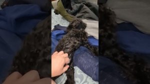 Злой Собак 😁Той Пудель ⚡