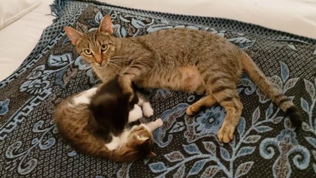 Котята Жу-Жу и Танго играют смотреть онлайн