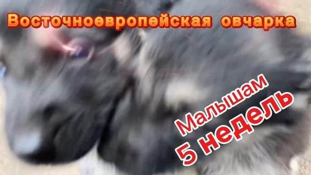 Щенки Восточноевропейской овчарки ждут новых пап и ма
