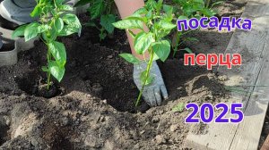 Как посадить рассаду перца. что бы получить вкусный и богатый урожай.