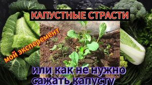 Как не нужно сажать капусту. Мои ошибки с капустой. Не делай так. Как лучше сжать капусту