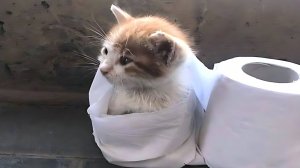 ПРИКОЛЫ С ЖИВОТНЫМИ ДО СЛЕЗ 2025 Смешные КОТЫ И СОБАКИ Приколы