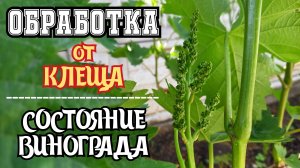 ОБРАБОТКА винограда ОТ КЛЕЩА. Состояние кустов на 23.05.2025 - Донбасс 🇷🇺