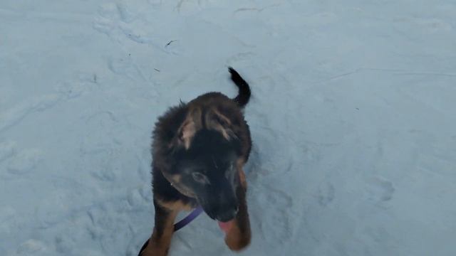 Щенок немецкой овчарки 3 месяца смотреть онлайн