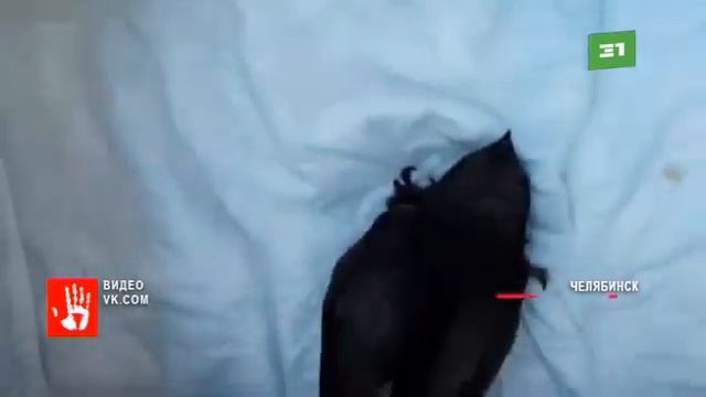 Стрижа со сломанным крылом нашла в своей квартире чел? смотреть онлайн