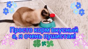 Смешная кошка Ладушка,смешныекоты,котики,видосыоткота,прикольные котики