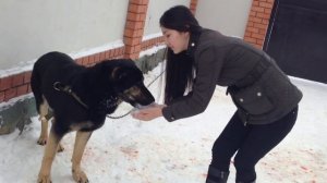 Овчарки и алабай! два мальчика и девочка