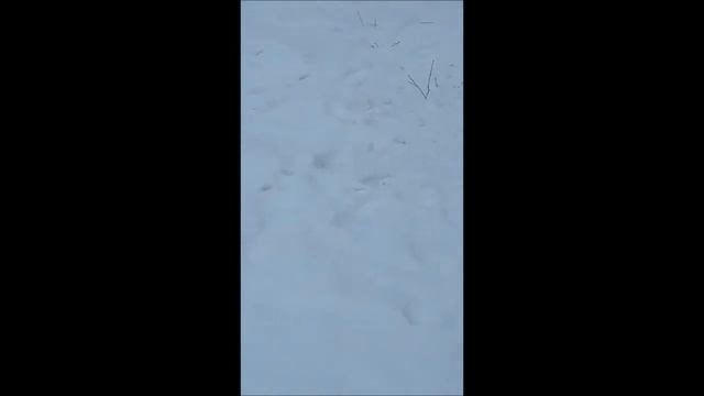 Кремовый шпиц