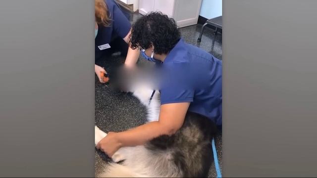 Устроил скандал у ветеринара! Смешные пушистики / Смешные моменты с животными смотреть онлайн