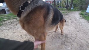 Овчарка Берлин - Дисплазия, Что мы умеем и Несколько со