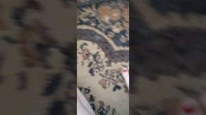 топ 5 способов как можно спасти собаку от жары
