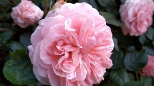 Турецкий сериал Лейла 12 серия русская озвучка | Дживан