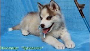 8.Щенки хаски. Купить щенка хаски. Иоланта Голд Бёрд Те?