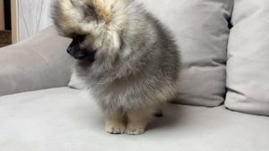 Щенок померанского шпица мини. Девочка, 2,5 месяца. Купи